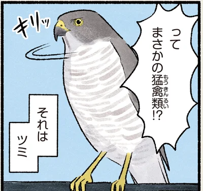 まさかの猛禽類！？
