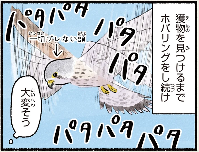獲物を見つけるまでホバリング！ドローンに見まがうチョウゲンボウ／まだまだ！意外と知らない鳥の生活（12）