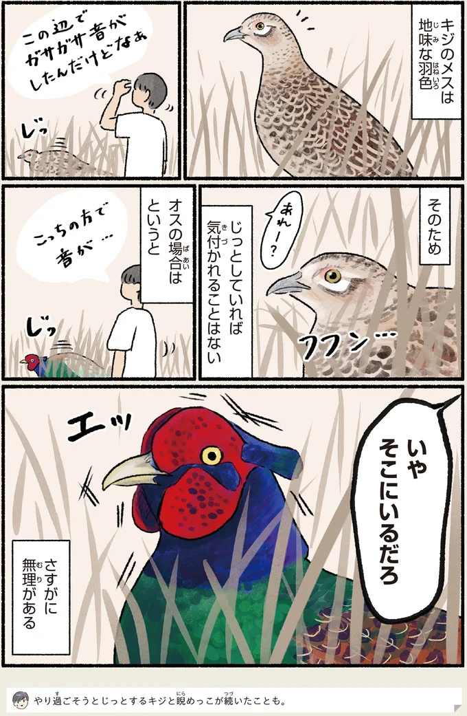 キジのメスは地味な羽色