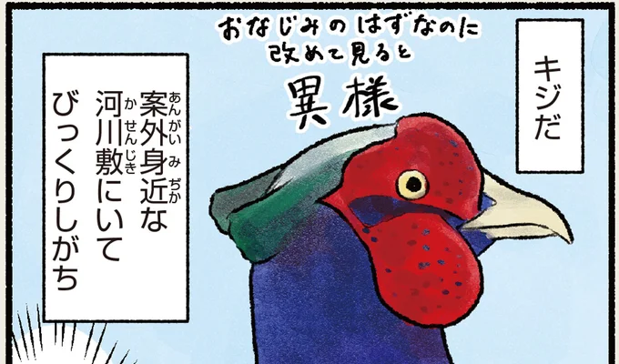 キジだ