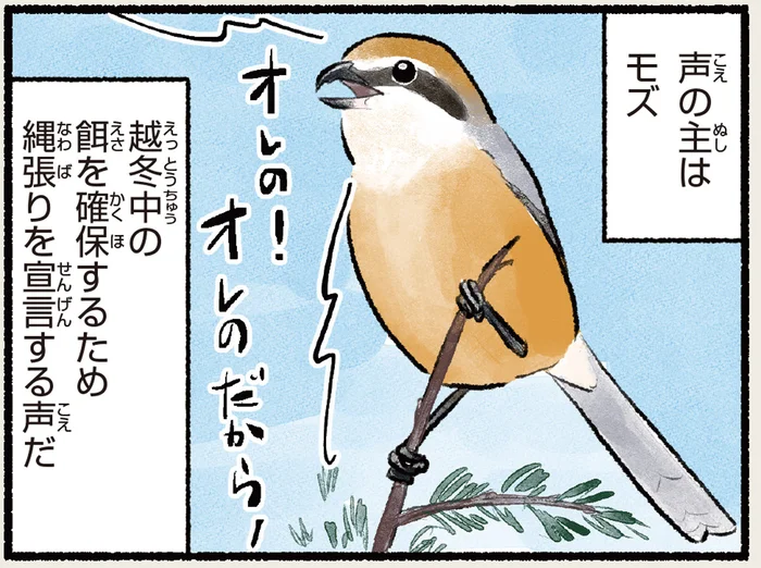 秋を告げるようなけたたましい鳴き声の主は、縄張りを主張するモズ／まだまだ！意外と知らない鳥の生活（16）