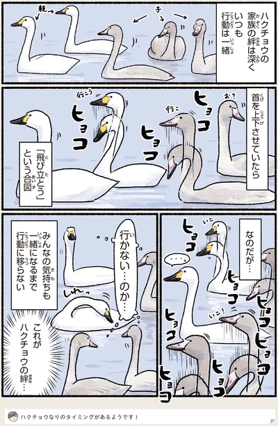 ハクチョウ家族の絆は深く