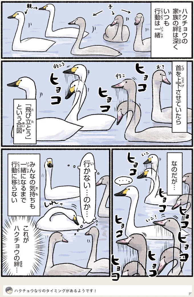 ハクチョウ家族の絆は深く