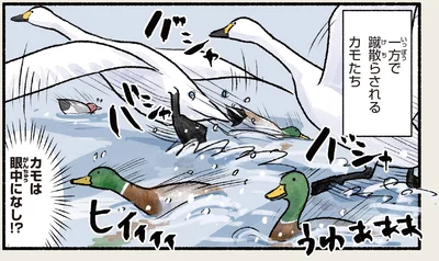蹴散らされるカモたち