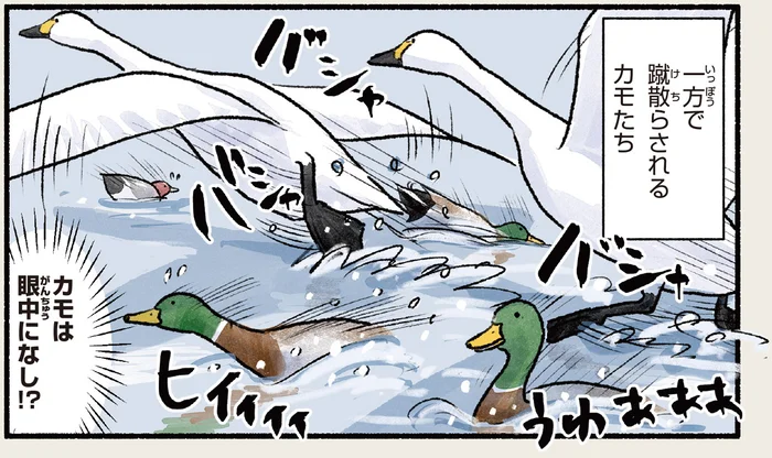 周りにいるカモは無視！？ダイナミックすぎるハクチョウの離陸／まだまだ！意外と知らない鳥の生活（17）