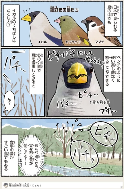 イカルのくちばしはとても太い