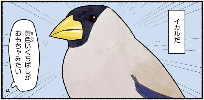 地面にめっちゃいる！黄色いくちばしがおもちゃみたいなイカル／まだまだ！意外と知らない鳥の生活（18）