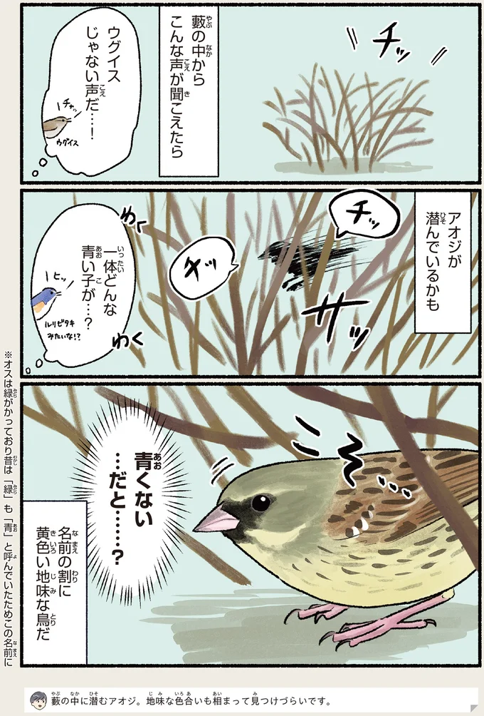 アオジが潜んでいるかも