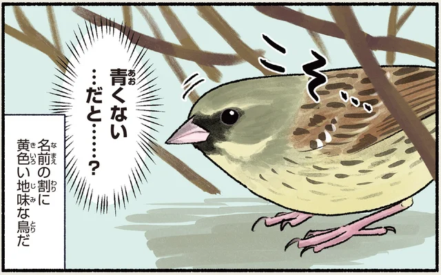 冬は茂みでコソコソ、春が近づくと大胆に！青くないアオジ