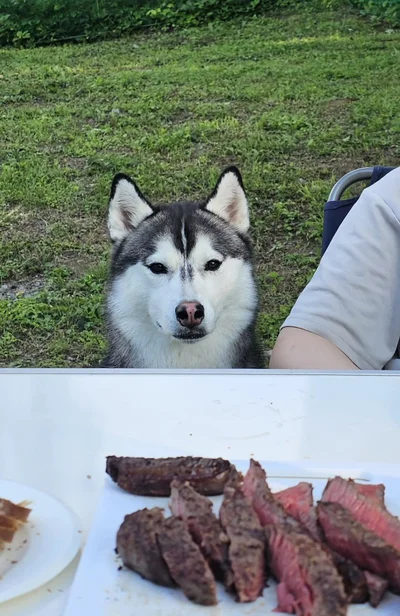 人間が食べているものに気付いたムイちゃん▶安全第一！（⇒次へ）