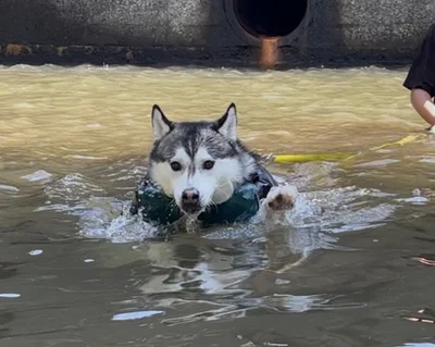 高浮力のライフジャケットなかったら溺れる系ドッグ▶これくらいが丁度いい（⇒次へ）
