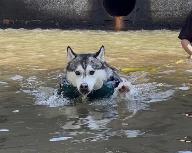 高浮力のライフジャケットなかったら溺れる系ドッグ▶これくらいが丁度いい（⇒次へ）