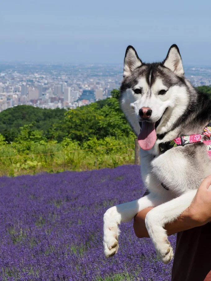 抱っこされるの大好き！▶（次画像から版画家の石川真衣さんが描くゴールデンレトリーバー、アヒル、人の笑って泣ける愛情ストーリー『エースくんとヨバンさん 犬とアヒルの友情物語』が読めます）