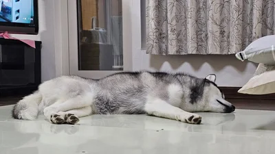 特大冷え冷えアルミパネルを満喫…！▶やりつくした感…（⇒次へ）