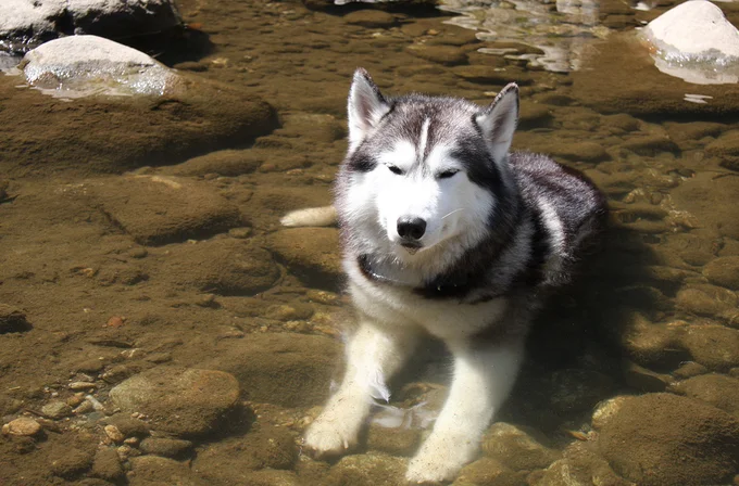 川を目の前に尻込みをするワンコがかわいいとSNSで3.2万いいねを獲得!