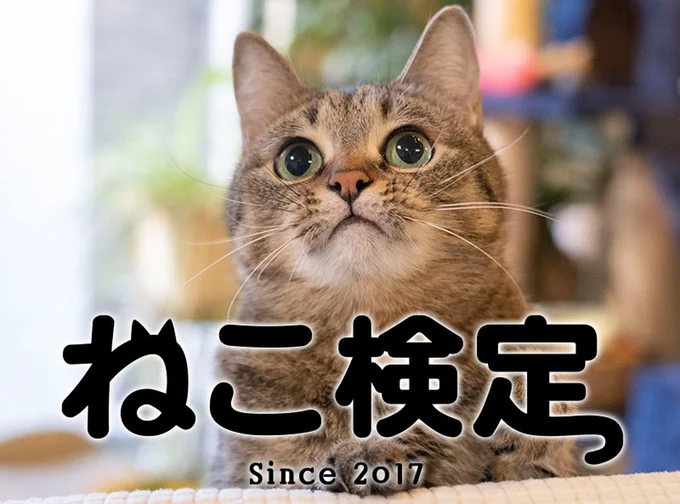 第9回「ねこ検定」は2026年3月22日(日)に開催