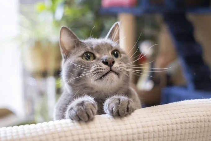 猫をもっと理解する「ねこ検定」