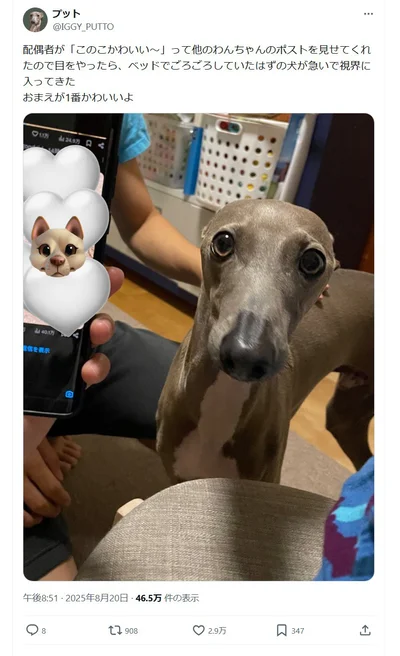 「このこかわいい～」に反応するプットちゃん▶「かわいい＝自分」だと思っている犬（⇒次へ）