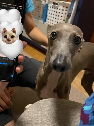 「今、かわいいって言いました？」▶粗相を掃除する飼い主さんを遠慮がちに伺う姿（⇒次へ）