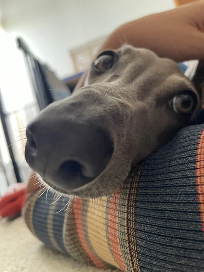 つぶらな瞳がたまらない！▶初対面の人によく心配される犬（⇒次へ）
