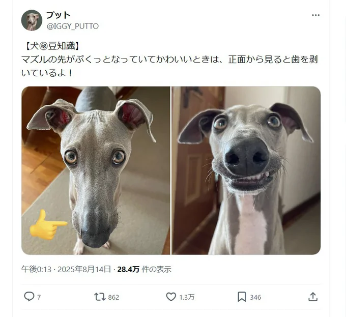 上からと正面からでは違う表情▶ぷくっとなっているときは…（⇒次へ）