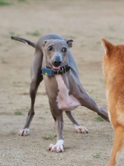 全力で遊ぶ姿に注目！▶犬のマル秘豆知識（⇒次へ）