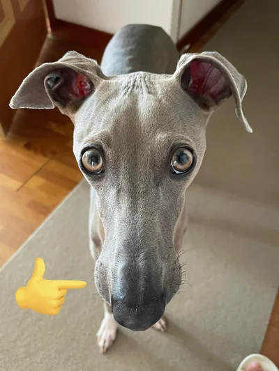 マズルの先がぷくっとなっていてかわいい▶ギャップがたまらない！（⇒次へ）