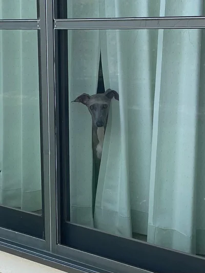 仲間に入りたそうな犬がいた▶キリッ！と美しいイタグレ（⇒次へ）