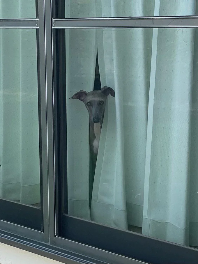 仲間に入りたそうな犬がいた▶キリッ！と美しいイタグレ（⇒次へ）