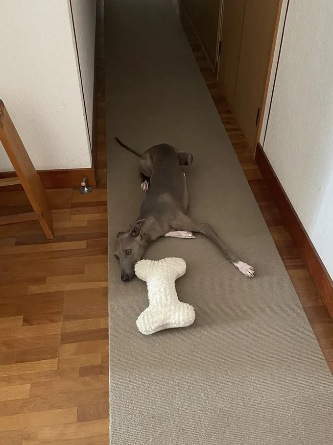 枕持参で廊下に行くプットちゃん▶飼い主が泣き真似すると…！？（⇒次へ）