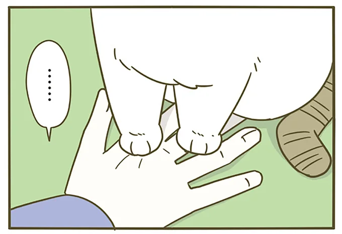 飼い主の手を踏む猫の真意は…?