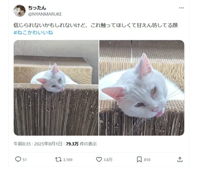 信じられないかもしれないけど…甘えてるんです▶爪とぎにもたれかかり（⇒次へ）