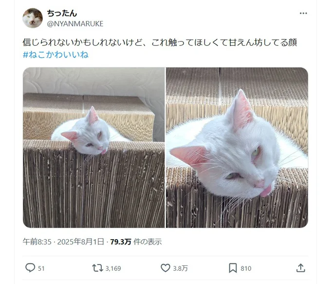 信じられないかもしれないけど…甘えてるんです▶爪とぎにもたれかかり（⇒次へ）