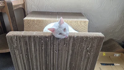 爪とぎにもたれてこちらを見てる▶舌をペロっと出して（⇒次へ）