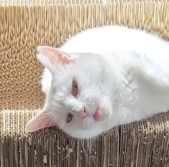 貫禄があるんですが…▶ニヤッニヤ（⇒次へ）