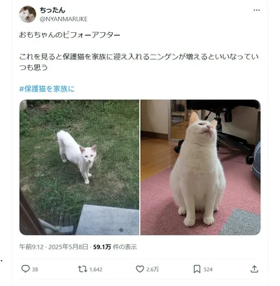 おもちちゃんの軌跡▶保護したとき（⇒次へ）