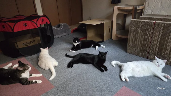 撫でられ足りない猫ちゃん達▶とろけてる…?(⇒次へ)