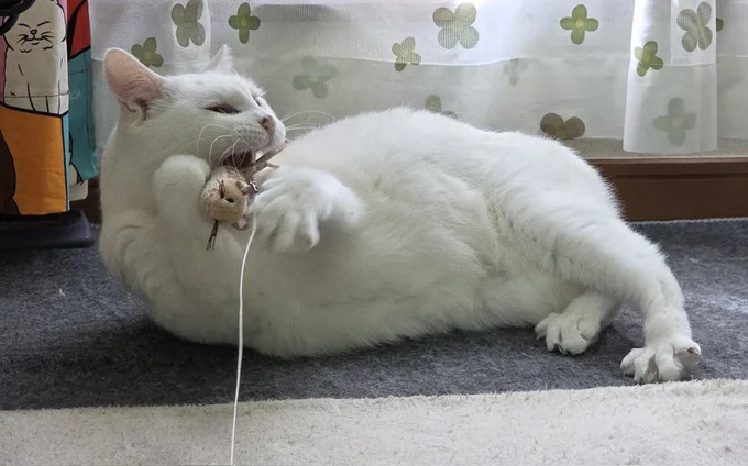 遊ぶのが大好きになったおもちちゃん▶（次画像から超マイペースな2匹の猫を溺愛する人間と、そんな猫とのすれ違いを描いた『今日もネコ様の圧が強い』が読めます）
