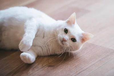 「甘えてるんだよね？」と思わず確認したくなる愛猫の表情がXで話題に！