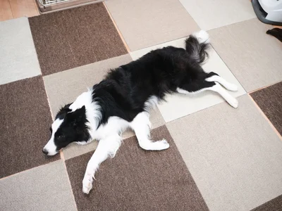 暑すぎると犬も溶けます▶暑い夏の過ごし方（⇒次へ）