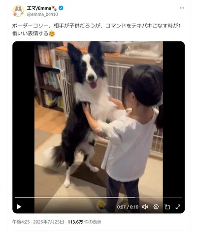 コマンドをこなすときが1番いい表情！▶ドッグランより水遊びがしたいエマちゃん（⇒次へ）