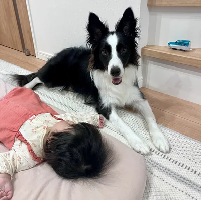 見守りのお仕事中のエマちゃん▶末っ子ちゃんの顔を覗き込んで…（⇒次へ）