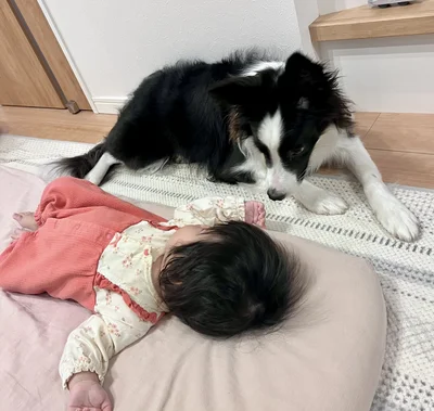 お昼寝、異常なし！▶優しくて賢いエマちゃん（⇒次へ）