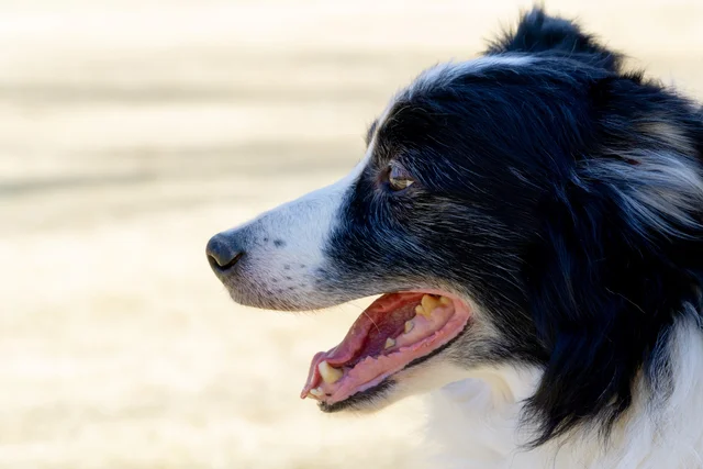 「え…犬じゃなかったの…？！」末っ子の成長に驚きを隠せないワンコに8.4万いいね
