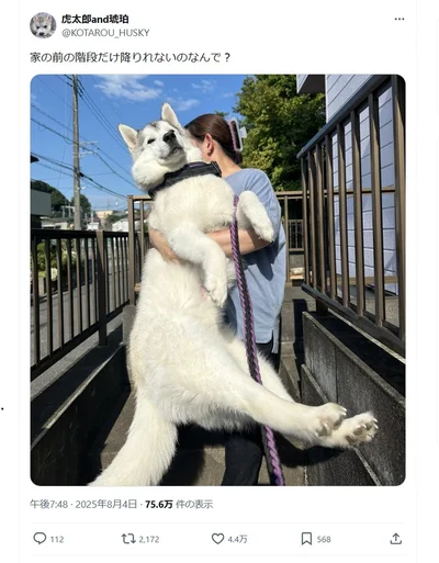 家の前の階段だけ降りれない▶人間と同じくらいのサイズなのにギャップが凄い（⇒次へ）