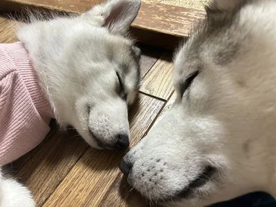 くっついて眠る2匹▶虎太郎くんの表情はとってもユニーク（⇒次へ）
