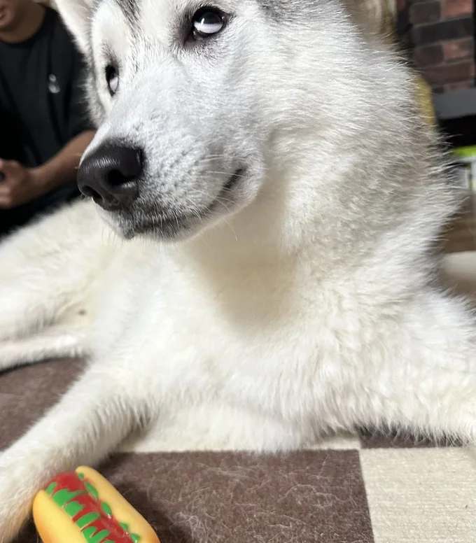 上目遣いの虎太郎くん▶まるで別の犬のような2枚の写真（⇒次へ）