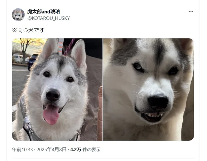 同じ犬です▶おだやかな表情はコチラ（⇒次へ）