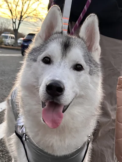 可愛い穏やかなお顔▶次の写真も同じ犬です（⇒次へ）
