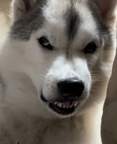まるで別の犬みたいな怖い顔▶いっぱい遊んだのかな？どろんこになったワンコ（⇒次へ）